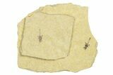 Detailed Fossil March Fly (Bibionidae) - France #254186-1